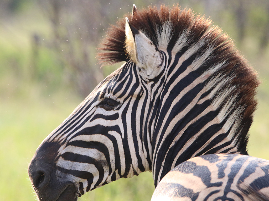 Kwafubesi Guide News March 62 Kwafubesi Guide News March 62