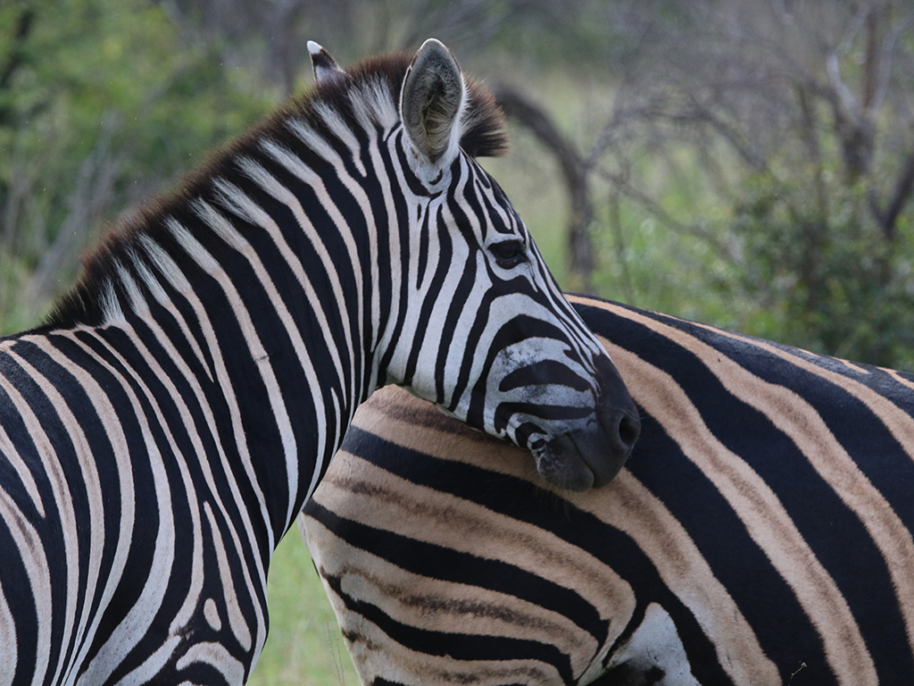 Kwafubesi Guide News March 63 Kwafubesi Guide News March 63