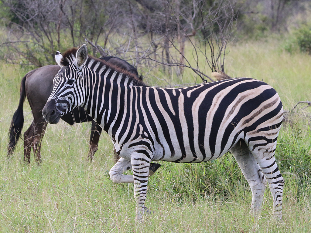 Kwafubesi Guide News March 65 Kwafubesi Guide News March 65