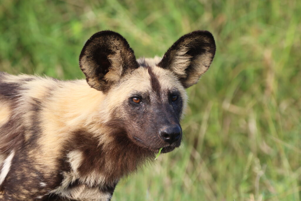 Kwafubesi Guide News March 70 Kwafubesi Guide News March 70