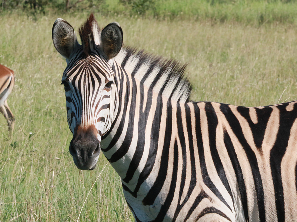 Kwafubesi Guide News March 74 Kwafubesi Guide News March 74