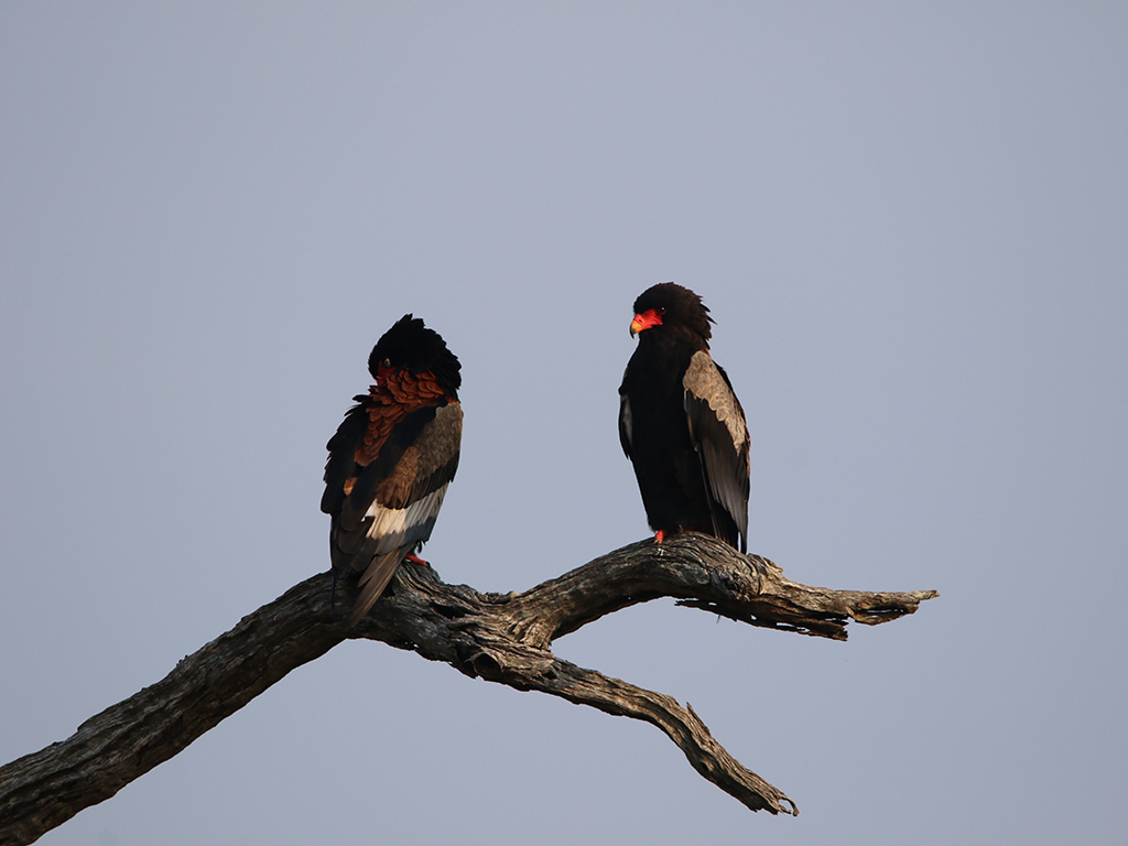 Kwafubesi Guide News March 78 Kwafubesi Guide News March 78