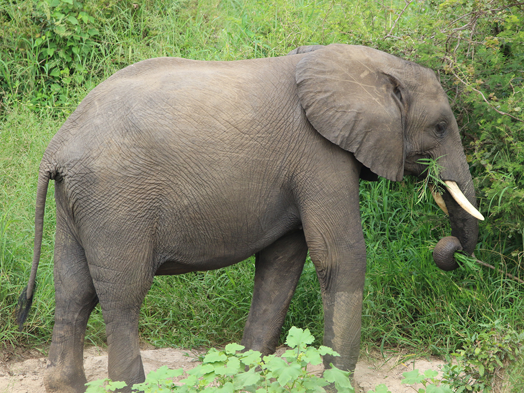 Kwafubesi Guide News March 80 Kwafubesi Guide News March 80