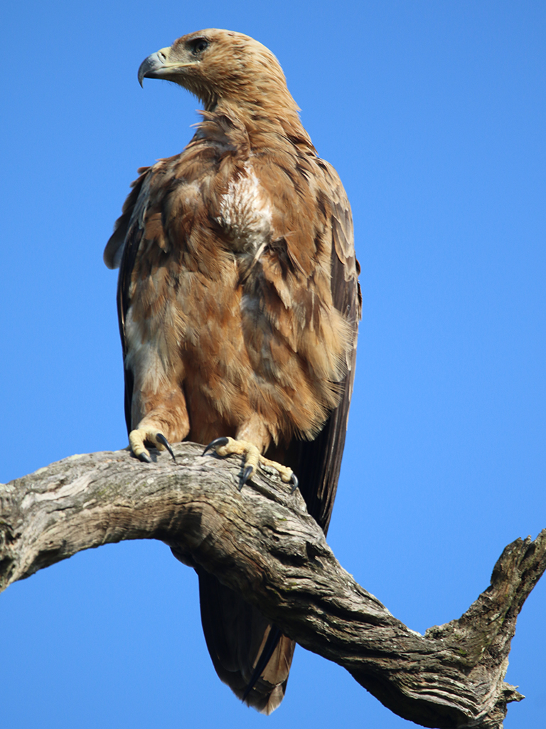 Kwafubesi Guide News March 81 Kwafubesi Guide News March 81