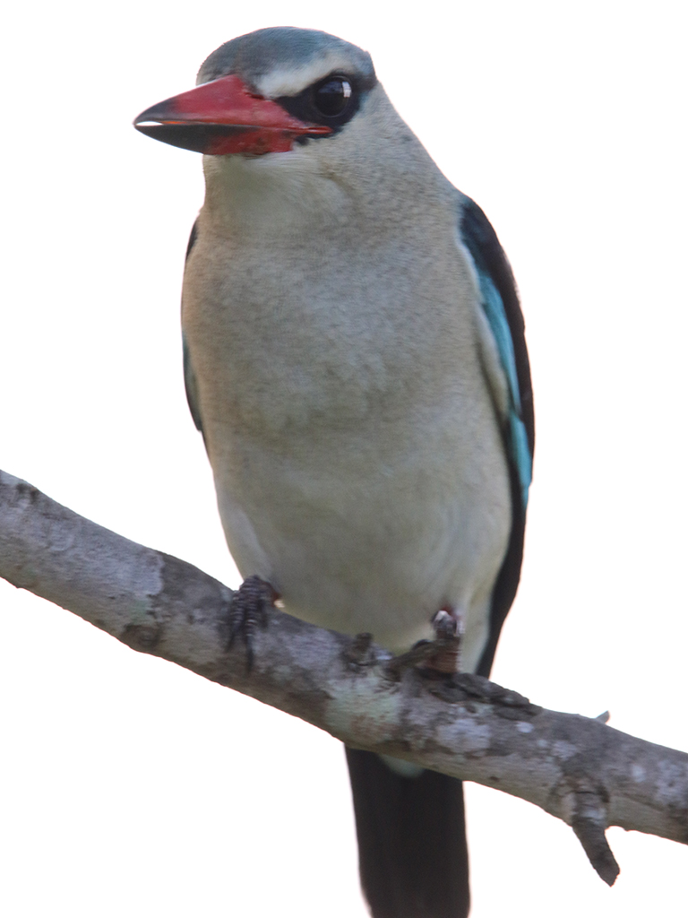 Kwafubesi Guide News March 86 Kwafubesi Guide News March 86