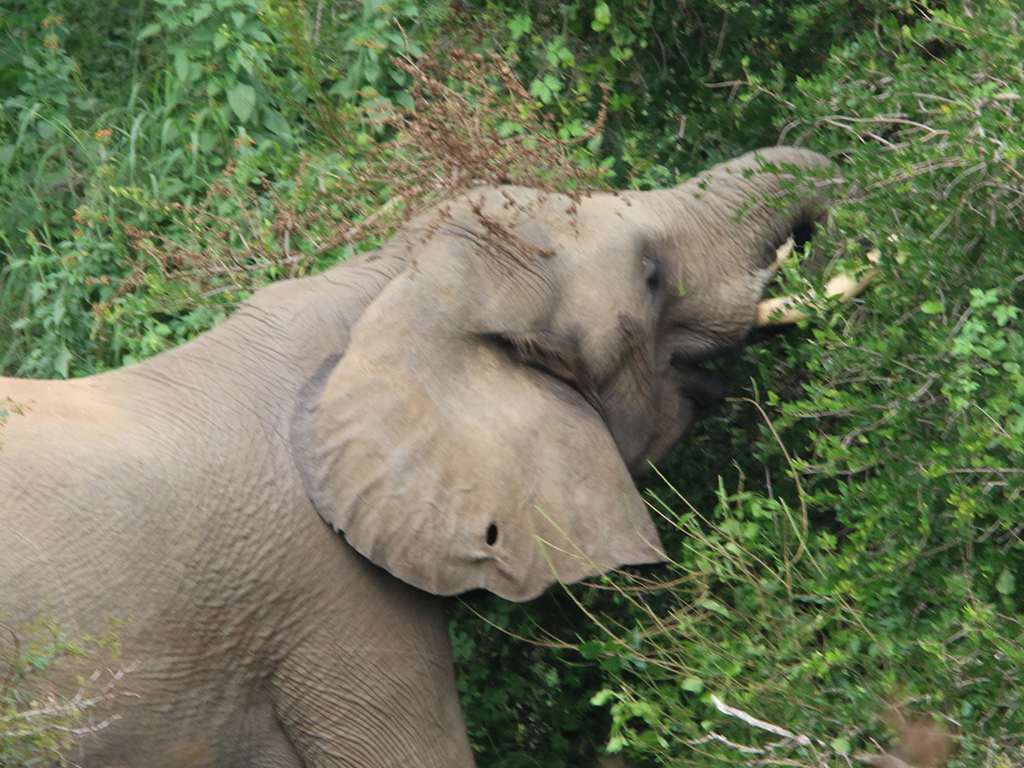 Kwafubesi Guide News March 88 Kwafubesi Guide News March 88